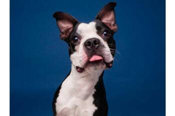 Bark Twain -  Boston Terrier Dog for Adoption in Palo Alto, California - Bark Twain | PetCurious