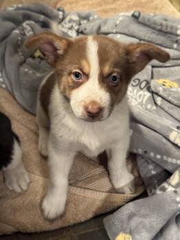 Rescue Australian Shepherd and Mixed Breed Dogs for Adoption in Redmond, Washington - Carol Danvers | PetCurious