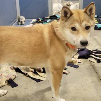 Foxy MY26-127 -  Shiba Inu Dog for Adoption in Peyton, Colorado - Foxy MY26-127 | PetCurious