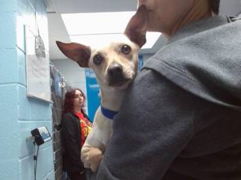 Chihuahua Dogs Available for Adoption in Albuquerque, New Mexico - CHERRY | PetCurious