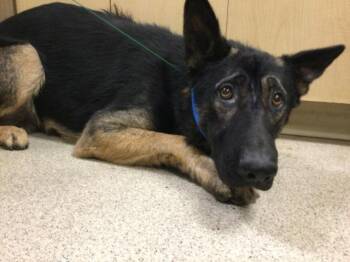 DUKE -  German Shepherd Dog Dog for Adoption in Riverside, California - DUKE | PetCurious