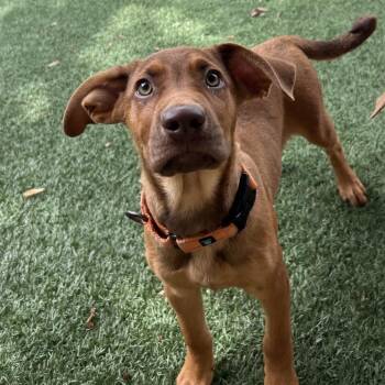 Freckles -  Mixed Breed Dog for Adoption - Freckles | PetCurious