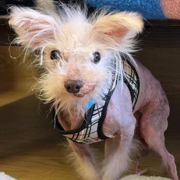 Barefoot 14376 -  Chinese Crested Dog and Yorkshire Terrier Dog for Adoption in San Francisco, California - Barefoot 14376 | PetCurious