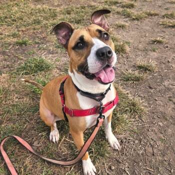 Tinkerbell -  Pit Bull Terrier and Boxer Dog for Adoption in Champaign, Illinois - Tinkerbell | PetCurious