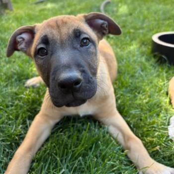 Mixed Breed Dogs Available for Adoption in Wheeling, Illinois - Thousand Island | PetCurious