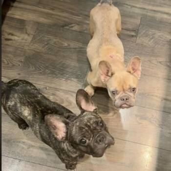 French Bulldog Dogs Available for Adoption in Austin, Texas - Chai | PetCurious