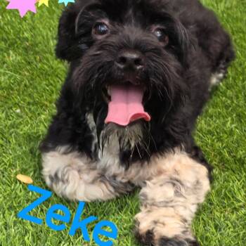 Zeke -  Shih Tzu Dog for Adoption in Anderson, South Carolina - Zeke | PetCurious