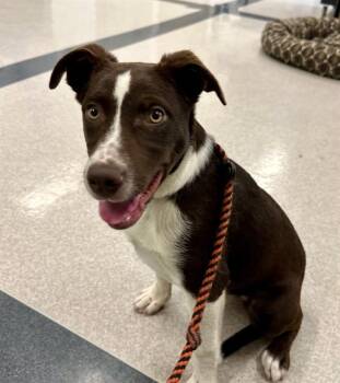 CROISSANT -  Australian Cattle Dog Blue Heeler and Catahoula Leopard Dog Dog for Adoption in Santa Rosa, California - CROISSANT | PetCurious