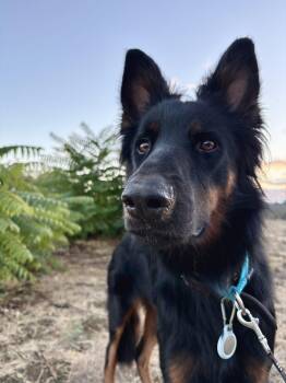 Rescue German Shepherd Dog and Rough Collie Dogs for Adoption - Sly | PetCurious