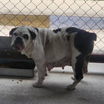 Rosanne -  English Bulldog Dog for Adoption in Spring Hill, Kansas - Rosanne | PetCurious