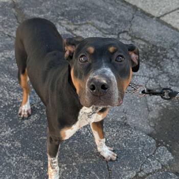 Pit Bull Terrier and Labrador Retriever Dogs Available for Adoption in Westland, Michigan - RICKY | PetCurious