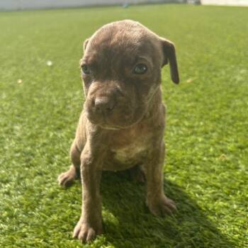 Mixed Breed Dogs Available for Adoption in Loxahatchee Groves, Florida - SEIS 3378 | PetCurious
