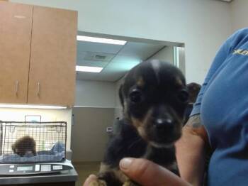 DOVER -  Chihuahua Dog for Adoption in Sacramento, California - DOVER | PetCurious