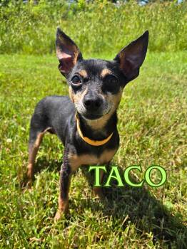 Taco -  Miniature Pinscher Dog for Adoption in Nevada, Iowa - Taco | PetCurious