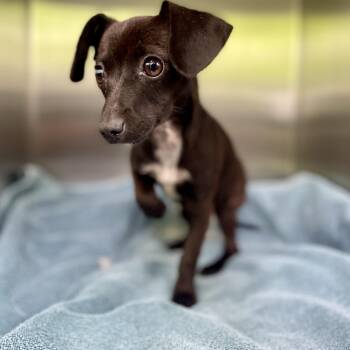 Chihuahua Dogs Available for Adoption in Wimberley, Texas - Leona | PetCurious