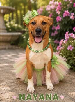 Nayana -  Black Mouth Cur Dog for Adoption in Lucas, Texas - Nayana | PetCurious