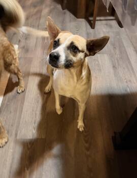 Millie Mae -  Australian Cattle Dog Blue Heeler Dog for Adoption in Chinle, Arizona - Millie Mae | PetCurious
