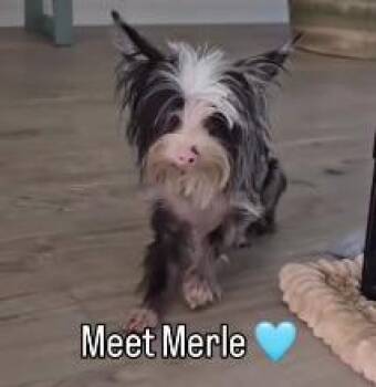 MERLE -  Mixed Breed and Chinese Crested Dog Dog for Adoption in Palm City, Florida - MERLE | PetCurious