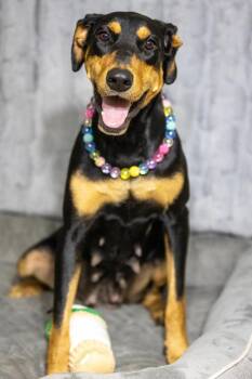 Ebba -  Doberman Pinscher Dog for Adoption in Pearland, Texas - Ebba | PetCurious