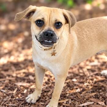 Frieda -  Pug and Terrier Dog for Adoption in Boerne, Texas - Frieda | PetCurious