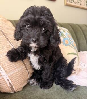 Walnut -  Cavalier King Charles Spaniel and Poodle Dog for Adoption in Overland Park, Kansas - Walnut | PetCurious