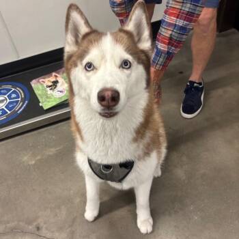 Sasha -  Husky Dog for Adoption in Tampa, Florida - Sasha | PetCurious