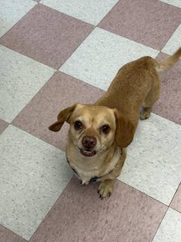 Harley -  Chihuahua and Dachshund Dog for Adoption in Ontario, California - Harley | PetCurious