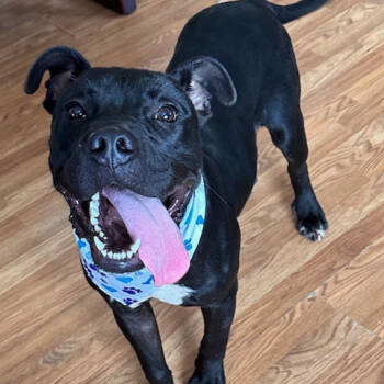 Rescue Mixed Breed Dogs for Adoption in Austin, Texas - Bentley Knox | PetCurious