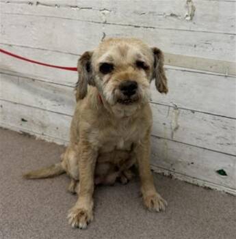 SOFIA -  Terrier Dog for Adoption in San Bernardino, California - SOFIA | PetCurious