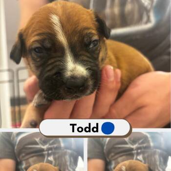 Todd -  Australian Shepherd and American Staffordshire Terrier Dog for Adoption in Phoenix, Arizona - Todd | PetCurious