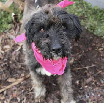 Poodle and Schnauzer Dogs Available for Adoption in Manchester, New Hampshire - Greta In NH! Come Meet Our Adoptable Dogs Wednesday-Saturday. Mo | PetCurious