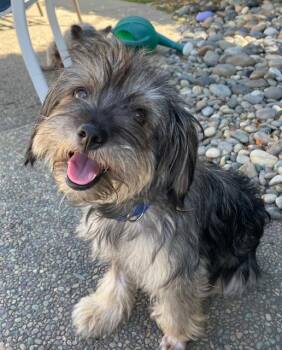 Buffy -  Terrier Dog for Adoption in Woodside, California - Buffy | PetCurious
