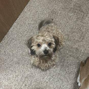 Fala -  Yorkshire Terrier and Shih Tzu Dog for Adoption in Madison, Wisconsin - Fala | PetCurious