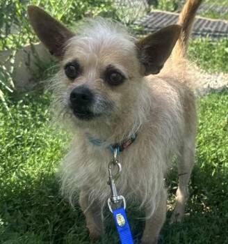 Wolferine -  Mixed Breed Dog for Adoption in Dubuque, Iowa - Wolferine | PetCurious