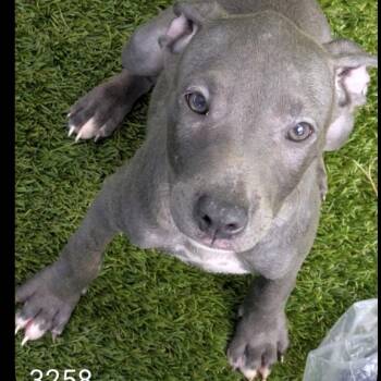 Jet Gray 3258 -  Mixed Breed Dog for Adoption in Loxahatchee Groves, Florida - Jet Gray 3258 | PetCurious