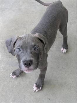 Tango -  Pit Bull Terrier Dog for Adoption in Baton Rouge, Louisiana - Tango | PetCurious