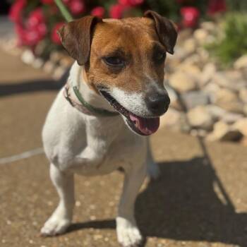 Jack Russell Terrier Dogs Available for Adoption in Chesapeake, Virginia - Mac | PetCurious