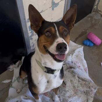 Mixed Breed Dogs Available for Adoption in Union, Missouri - Sir Grumpsalot K22 | PetCurious