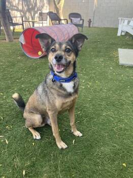 Patrick -  Terrier Dog for Adoption in Scottsdale, Arizona - Patrick | PetCurious