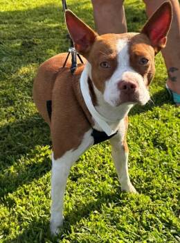Buster -  Boston Terrier Dog for Adoption in Aiken, South Carolina - Buster | PetCurious