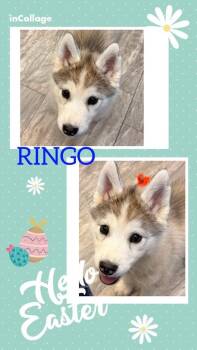 Husky Dogs Available for Adoption - Ringo | PetCurious