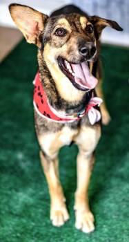 Princess Leia -  German Shepherd Dog and Mixed Breed Dog Available for Adoption in Lucas, Texas - Princess Leia | PetCurious