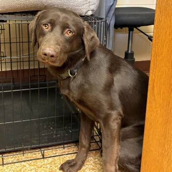Cocoa -  Chocolate Labrador Retriever Dog for Adoption in Chehalis, Washington - Cocoa | PetCurious