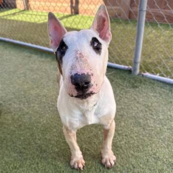 Bull Terrier Dogs Available for Adoption - Bullseye | PetCurious