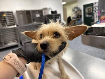 MIMI -  Terrier Dog for Adoption in Thousand Palms, California - MIMI | PetCurious
