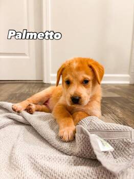 Rescue Mixed Breed Dogs for Adoption in Charleston, South Carolina - Palmetto | PetCurious