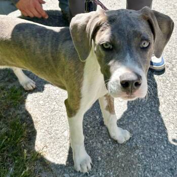 Luna -  Weimaraner Dog Available for Adoption in Traverse City, Michigan - Luna | PetCurious