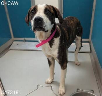 Boxer and Pit Bull Terrier Dogs Available for Adoption in Oklahoma City, Oklahoma - A473181 | PetCurious