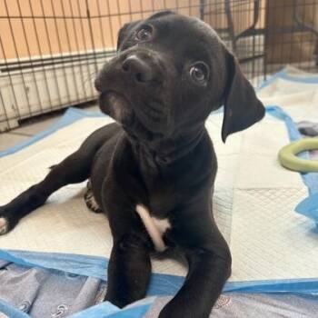 Portland -  Mixed Breed Dog for Adoption in East Montpelier, Vermont - Portland | PetCurious