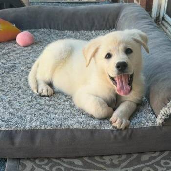 Como -  German Shepherd Dog and Mixed Breed Dog for Adoption in New York, New York - Como | PetCurious